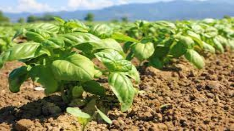 How to Start Agriculture Business Download 2023 01 07t195430.530