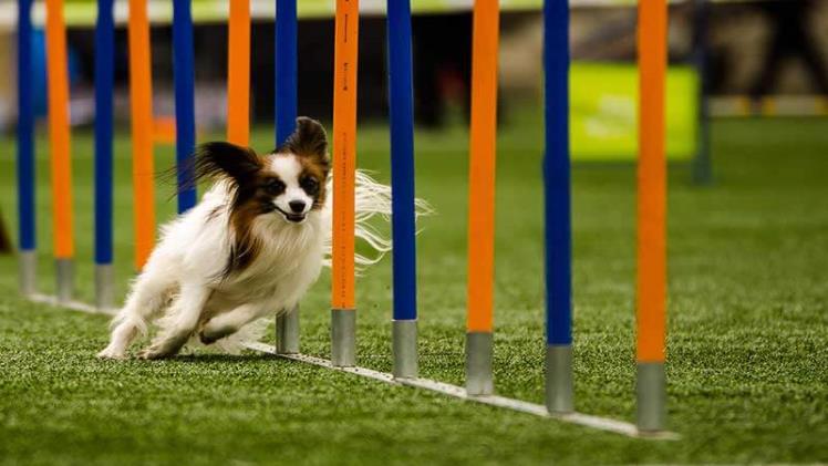 The Benefits of Pet-Friendly Vacations Agility1