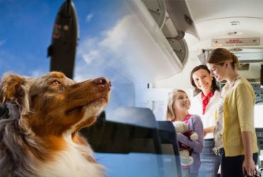 How Much Does it Cost to Fly a Dog Interstate