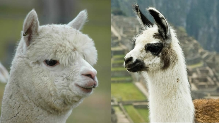 What is the Difference Between an Alpaca and a Llama