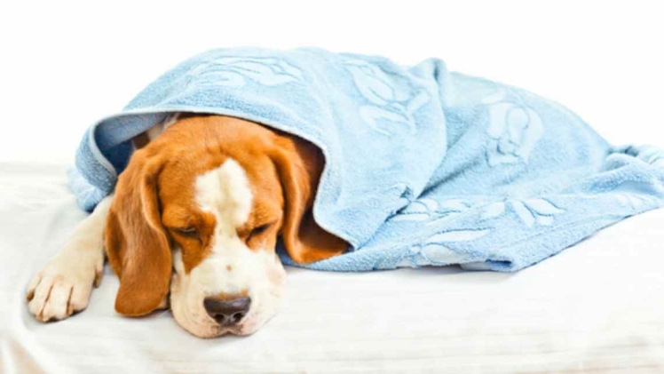 What to Give a Dog for Upset Stomach and Vomiting