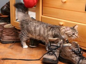 Cat Peed in Shoes Ajstudio Photography Shutterstock