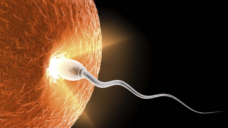 Sperm Egg